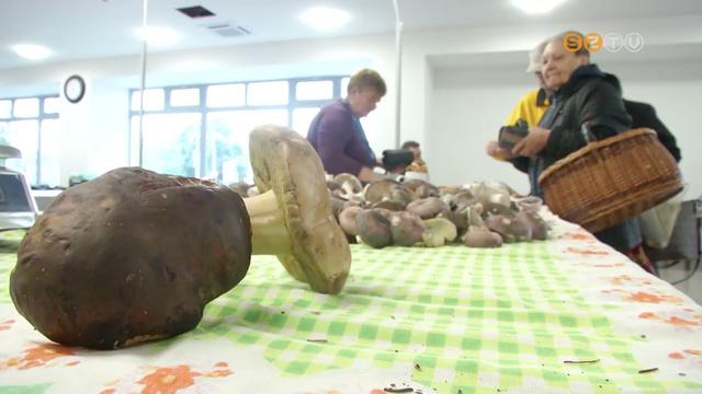 Hegyekben áll a gomba a Vásárcsarnok standjain Hegyekben áll a gomba a Vásárcsarnok standjain