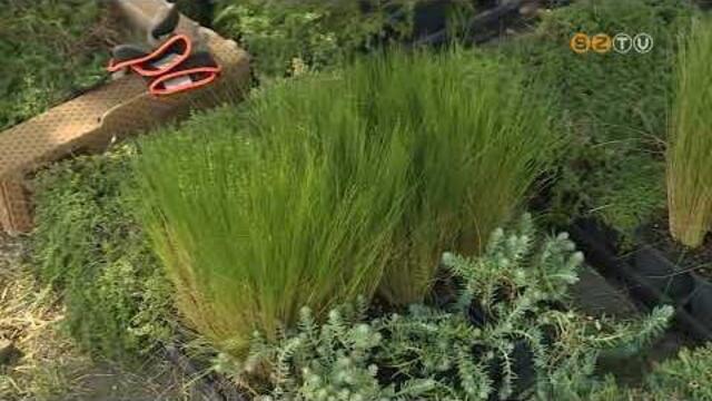 Felújították, és zöldtetőt alakítanak ki a Perint-parti Waldorf iskola udvari kerékpártárolóján Felújították, és zöldtetőt alakítanak ki a Perint-parti Waldorf iskola udvari kerékpártárolóján