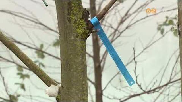 Évente 400 fát vágnak ki Szombathelyen, helyettük új csemetéket ültetnek Évente 400 fát vágnak ki Szombathelyen, helyettük új csemetéket ültetnek