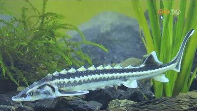 Őshonos, de eltűnőben lévő, veszélyeztetett faj lett 2026-ban az év hala Őshonos, de eltűnőben lévő, veszélyeztetett faj lett 2026-ban az év hala