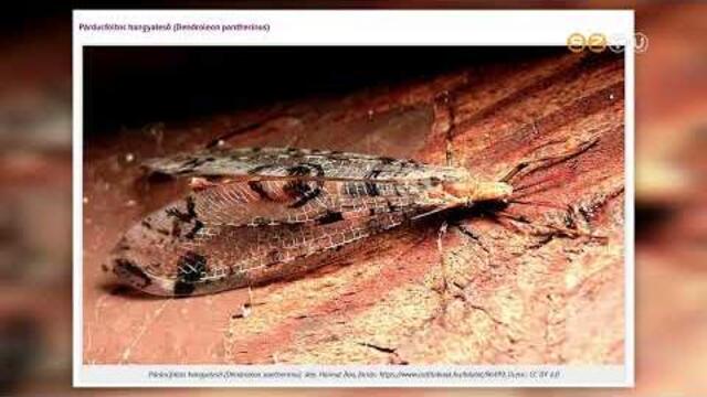 A párducmintás hangyaleső lett az év rovara 2026-ban A párducmintás hangyaleső lett az év rovara 2026-ban