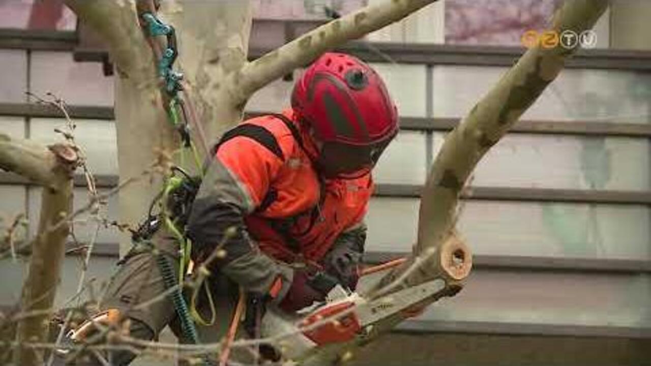 Alpin technikával végeznek ápoló metszést a szakemberek a Rohonci utca 21-27. előtti platánfákon Alpin technikával végeznek ápoló metszést a szakemberek a Rohonci utca 21-27. előtti platánfákon
