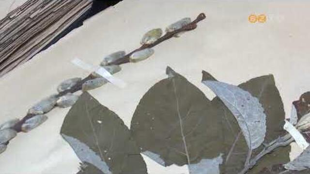 A kecskefűz lett az év fája 2026-ban A kecskefűz lett az év fája 2026-ban